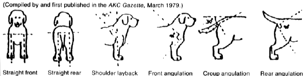 Puppy Aptitude Test